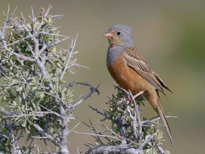 Cretchzsmar's Bunting - 300 f/2.8