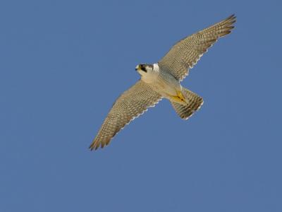 Peregrine (Falco peregrinus)