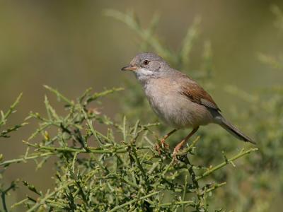 Spectacled Warbler (Sylvia conspicillata)