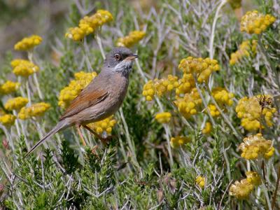 Spectacled Warbler (Sylvia conspicillata)