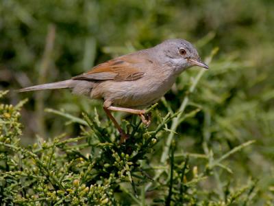 Spectacled Warbler (Sylvia conspicillata)