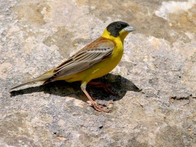 Black-headed Bunting - 300 f/2.8 + 1,4X