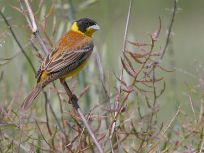 Black-headed Bunting - 300 f/2.8