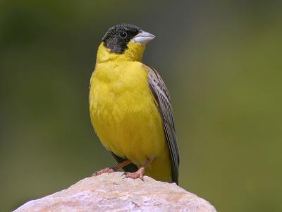 Black-headed Bunting - 300 f/2.8 + 1,4X