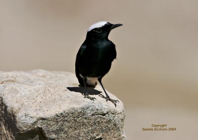 u46/dophoto/medium/35263147.Monachellaneracodabianca.jpg