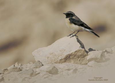 Eastern Black-eared Wheatear