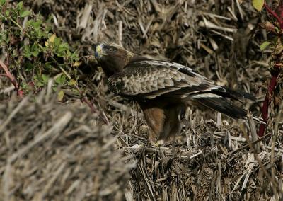 Booted Eagle (Aquila pennata)