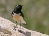 Cyprus Wheatear - 300 f/2.8