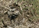 Booted Eagle (Aquila pennata)