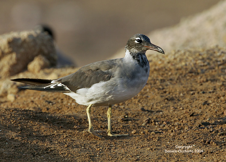 White-eyed Gull