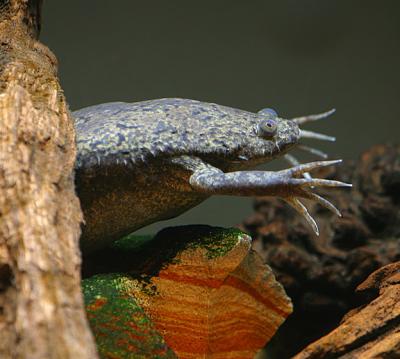 Some kind of wierd underwater frog (I think)