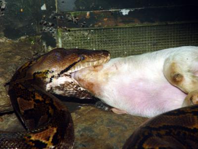 Python Feeding 12.jpg