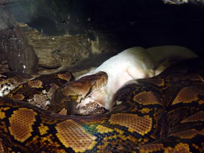 Python Feeding 13.jpg