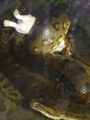 Python Feeding 14.jpg