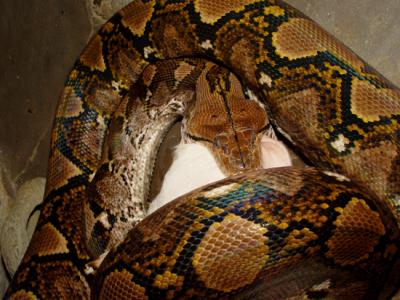 Python Feeding 19.jpg