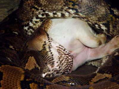 Python Feeding 21.jpg