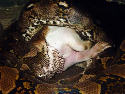 Python Feeding 23.jpg