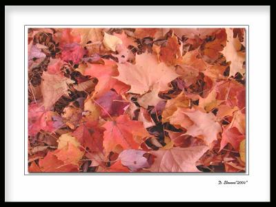leaves.jpg