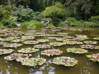 Lily pond