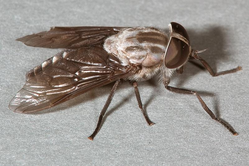 Fly 1604 (V39)