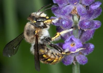 Bee in lavender 1591 (V39)