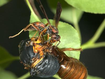 Wasp on cicada 1102 (V38)