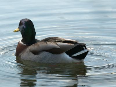 Ducks 0784.jpg