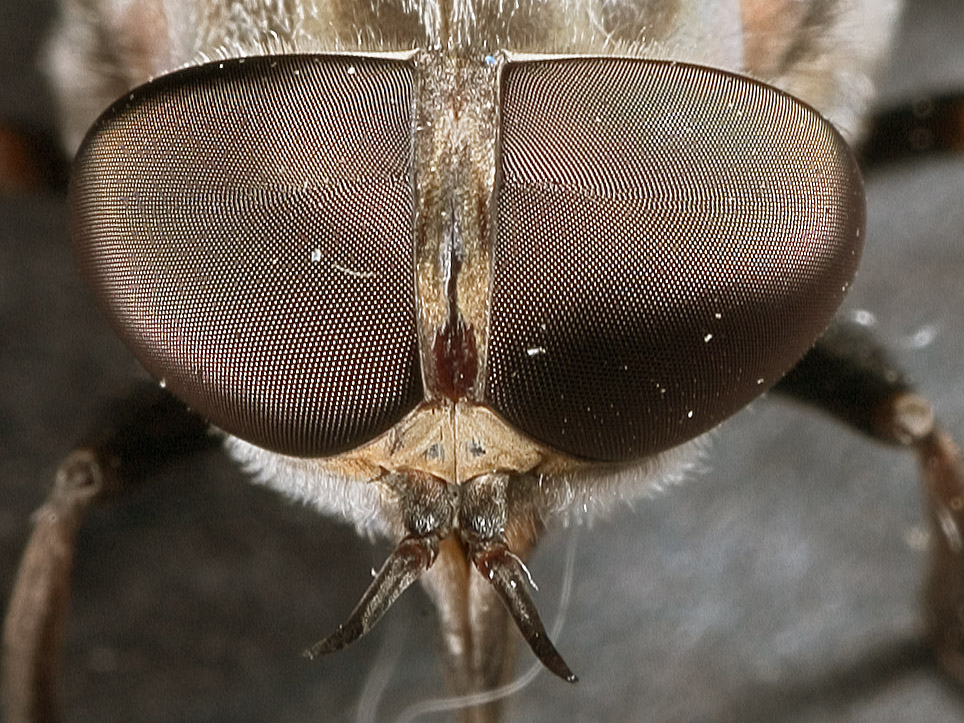 Fly 1618 crop (V39)