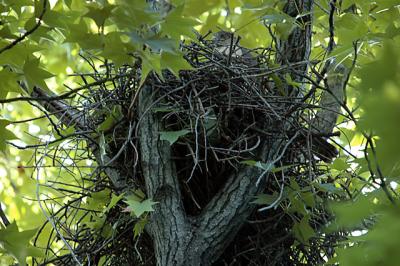 Area Wildlife imaged with the Nikon D70