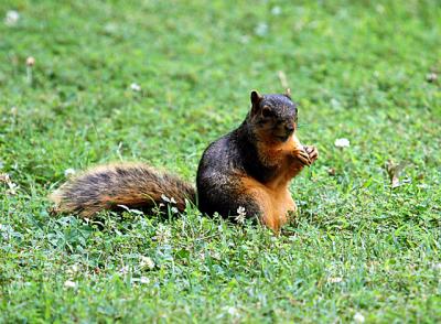 foxsquirrel01.jpg