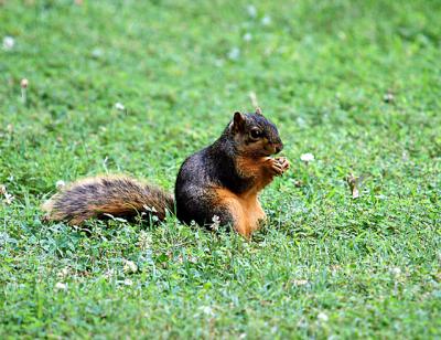 foxsquirrel02.jpg