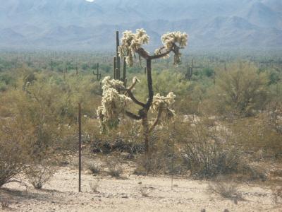 Chain Fruit Cholla