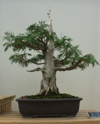 Marjorie Mcneely Conservatory
