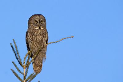 Owls of Minnesota and Northern Wisconsin
