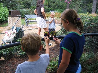 u46/eddieanton/medium/33892276.BuschGardens0077.jpg