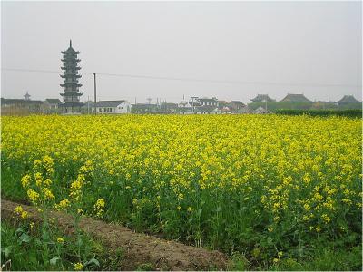 Img_0269a.jpg