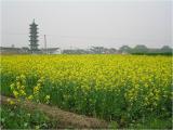 Img_0269a.jpg