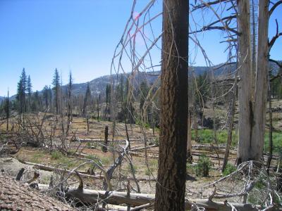 desolation (2).jpg