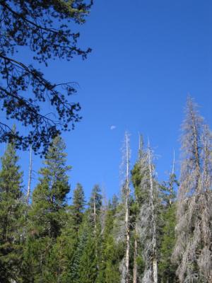 morningmoon1 (2).jpg
