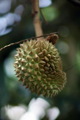 Durian F1.2.JPG