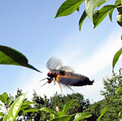 17-year cicada in flight.