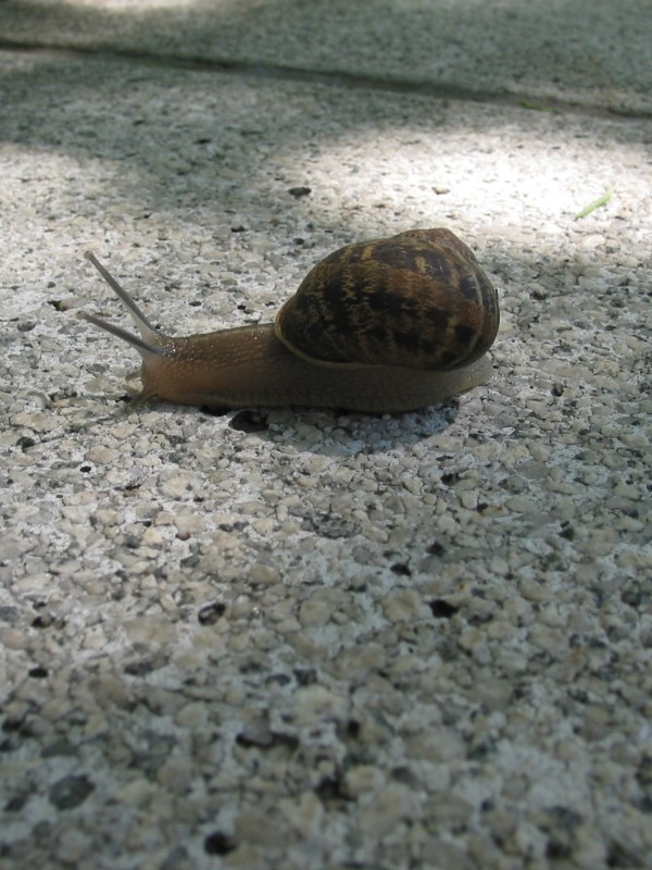 Snail Best Focus