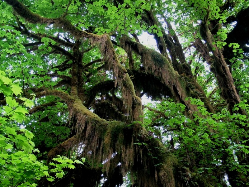 Hanging Moss Tree