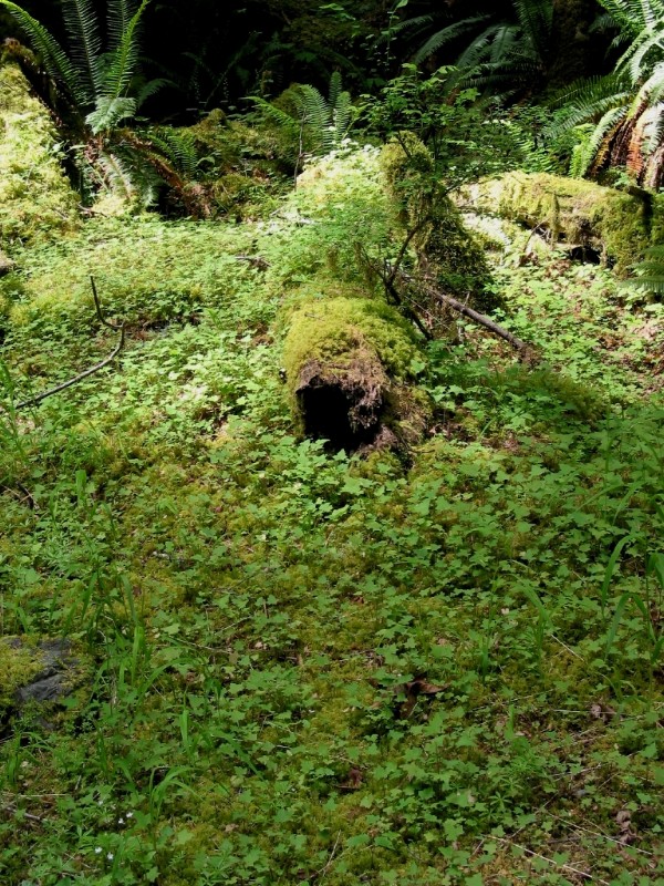 Log Covered in Greenery