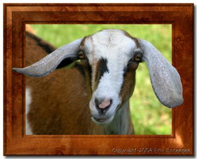 Framed Goat.jpg