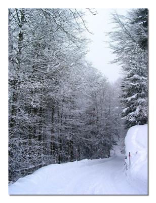 Path in Winter