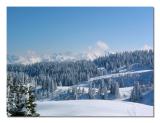 Alpine Forest