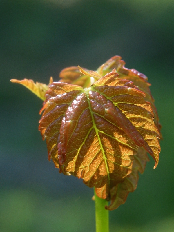 Unfolding Leaves