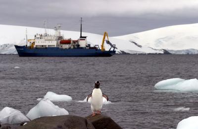 Gentoo Penguin and Ship 8485