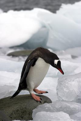 Gentoo Penguin 8502